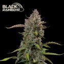 Black Rainbow Auto (Seedstockers) feminizovaná