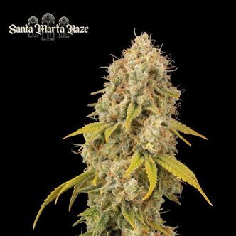 Santa Marta Haze (Seedstockers) feminizovan&aacute;