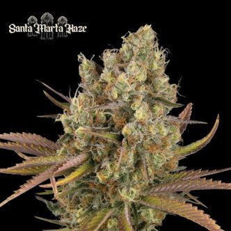 Santa Marta Haze Samonakv&eacute;tac&iacute; (Seedstockers) feminizovan&aacute;