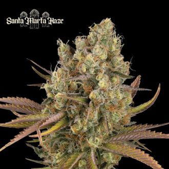Santa Marta Haze Samonakv&eacute;tac&iacute; (Seedstockers) feminizovan&aacute;