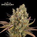 Santa Marta Haze Samonakvétací (Seedstockers) feminizovaná