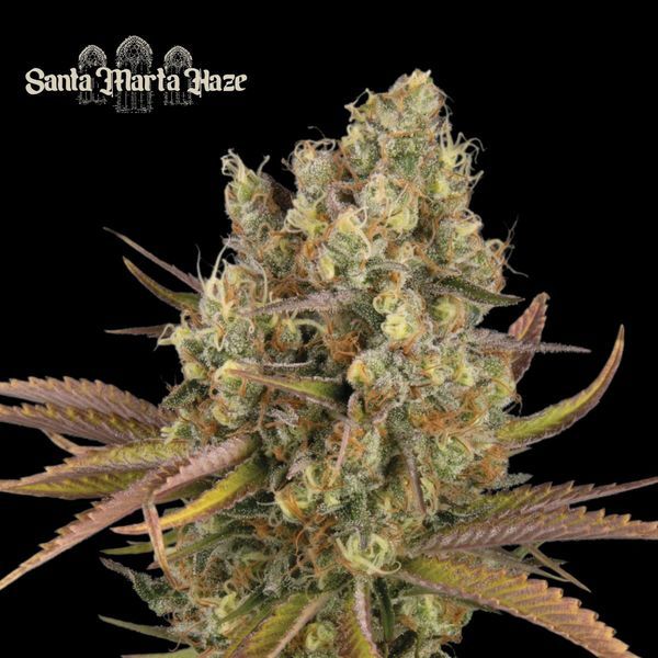 Santa Marta Haze Samonakvétací (Seedstockers) feminizovaná
