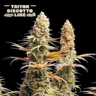 Triton Biscotto Lime (Seedstockers) feminizovan&aacute;