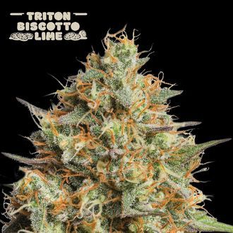 Triton Biscotto Lime Auto (Seedstockers) feminizovan&aacute;
