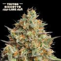 Triton Biscotto Lime Auto (Seedstockers) feminizovaná