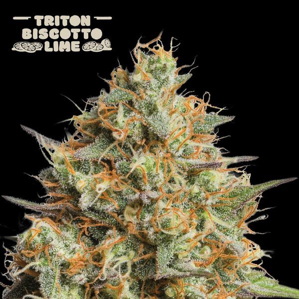 Triton Biscotto Lime Auto (Seedstockers) feminizovaná