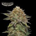 Fruit Cake (Seedstockers) feminizovaná