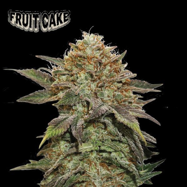 Fruit Cake (Seedstockers) feminizovaná
