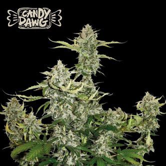 Candy Dawg Samonakv&eacute;tac&iacute; (Seedstockers) Feminizovan&aacute;