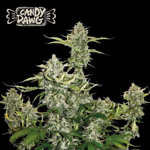 Candy Dawg Samonakvétací (Seedstockers) Feminizovaná