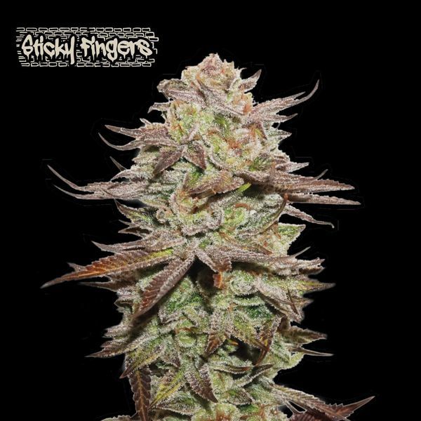 Sticky Fingers Auto (Seedstockers) feminizovaná