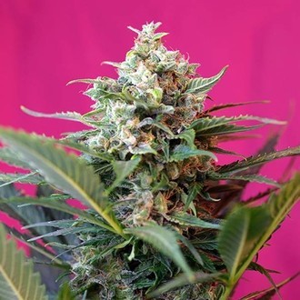 Big Devil XL Samonakv&eacute;tac&iacute; (Sweet Seeds) feminizovan&aacute;
