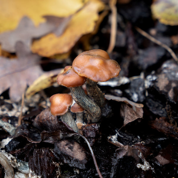 Psilocybe azurescens – stříkačka s tekutou kulturou (Acid Shroomz)