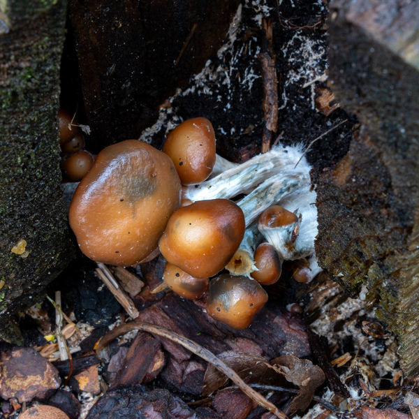 Psilocybe azurescens – stříkačka s tekutou kulturou (Acid Shroomz)