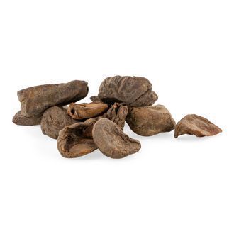 Ořech kola – *Cola nitida*