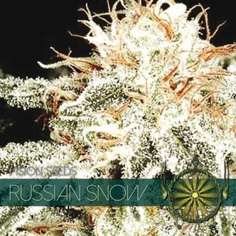 Russian Snow (Vision Seeds) feminizovan&aacute;