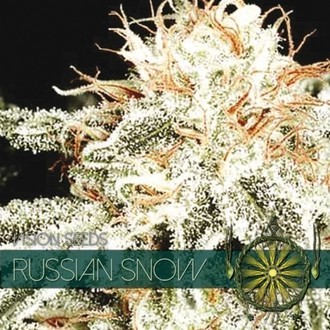 Russian Snow (Vision Seeds) feminizovan&aacute;