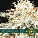 Russian Snow (Vision Seeds) feminizovaná