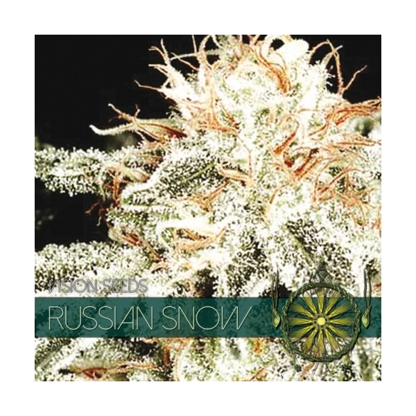 Russian Snow (Vision Seeds) feminizovaná