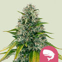 Royal Moby (Royal Queen Seeds) feminizovaná