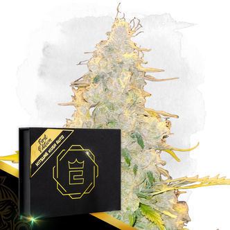 Kitsune Kush Auto (Zamnesia Seeds) feminizovan&aacute;