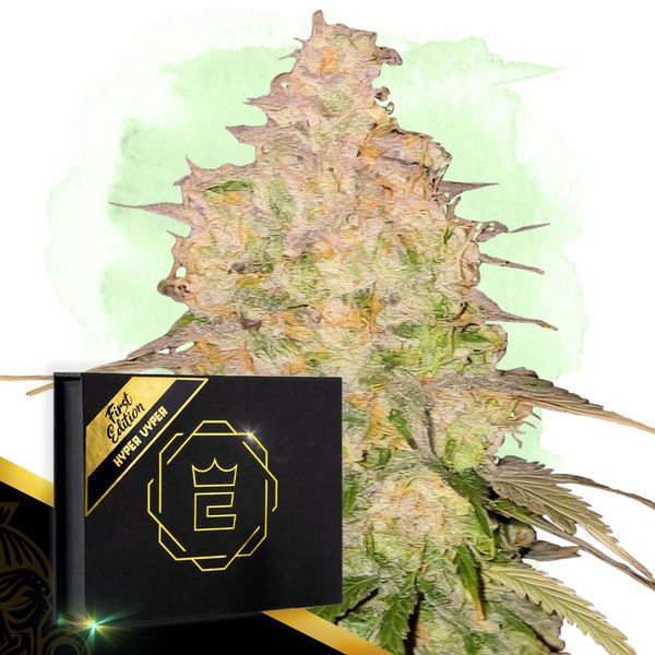 Hyper Vyper (Zamnesia Seeds) feminizovaná