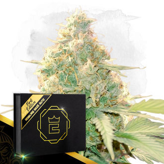 Howling Haze Auto (Zamnesia Seeds) feminizovan&aacute;