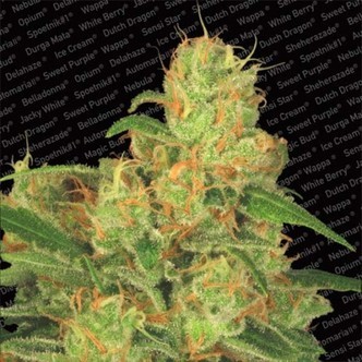 Auto Acid (Paradise Seeds) feminizovan&aacute;
