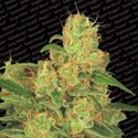 Auto Acid (Paradise Seeds) feminizovaná