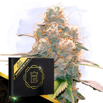 Godfeather OG F1 Samonakv&eacute;tac&iacute; (Zamnesia Seeds) feminizovan&aacute;