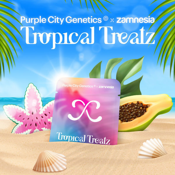 Tropical Treatz (Purple City Genetics x Zamnesia Seeds) feminizovaná