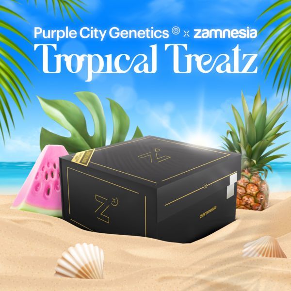 Tropical Treatz (Purple City Genetics x Zamnesia Seeds) feminizovaná