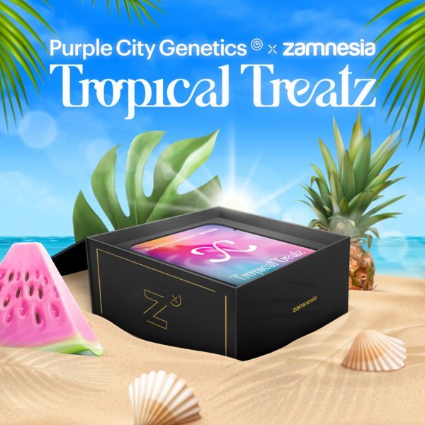 Tropical Treatz (Purple City Genetics x Zamnesia Seeds) feminizovaná