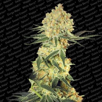 Auto Wappa (Paradise Seeds) feminizovan&aacute;