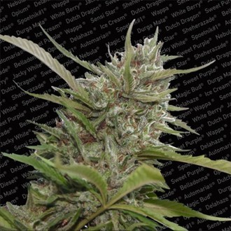 Auto Whiteberry (Paradise Seeds) feminizovan&aacute;