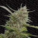Auto Whiteberry (Paradise Seeds) feminizovaná