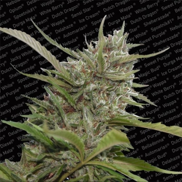 Auto Whiteberry (Paradise Seeds) feminizovaná