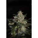 Auto Whiteberry (Paradise Seeds) feminizovaná