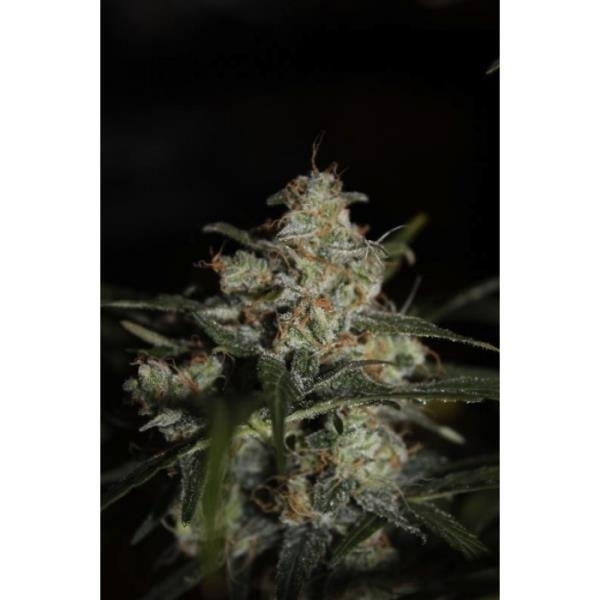 Auto Whiteberry (Paradise Seeds) feminizovaná