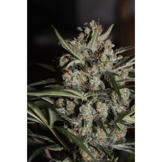 Auto Whiteberry (Paradise Seeds) feminizovaná