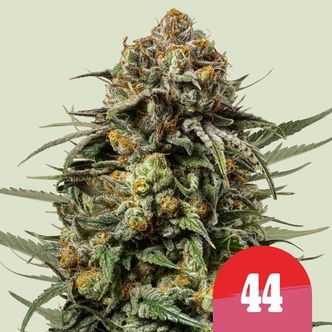 Gelato 44 (Royal Queen Seeds) feminizovan&aacute;