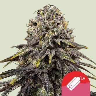 Dynamite Diesel (Royal Queen Seeds) feminizovaná