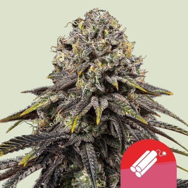 Dynamite Diesel (Royal Queen Seeds) feminizovaná