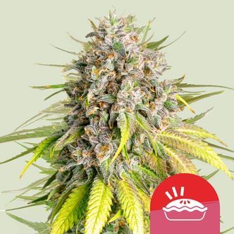 Punch Pie (Royal Queen Seeds) feminizovan&aacute;