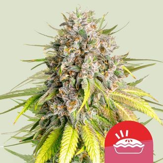 Punch Pie (Royal Queen Seeds) feminizovaná
