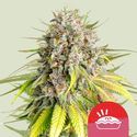 Punch Pie (Royal Queen Seeds) feminizovaná