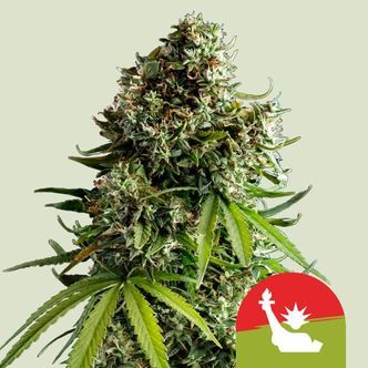 NYC Sour D Samonakv&eacute;tac&iacute; (Royal Queen Seeds) Feminizovan&aacute;