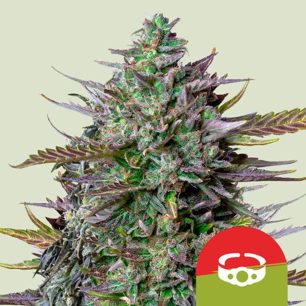 GOAT'lato Samonakvétací (Royal Queen Seeds) feminizovaná