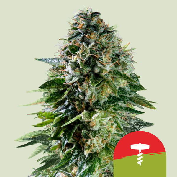 Corkscrew Samonakvétací (Royal Queen Seeds) Feminizovaná