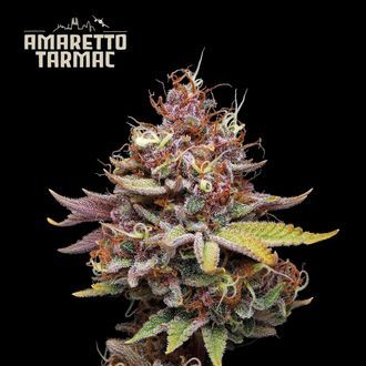 Amaretto Tarmac (Seedstockers) feminizovan&eacute;